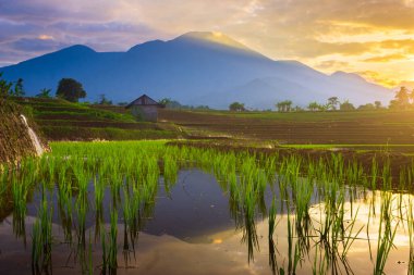 Endonezya 'nın güzel sabah manzarası Dağlar ve tropikal ormanlar