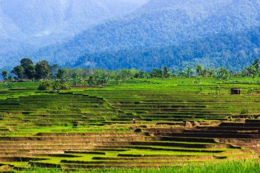 Endonezya 'nın güzel sabah manzarası Dağlar ve tropikal ormanlar