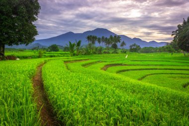 Endonezya 'nın güzel sabah manzarası Dağlar ve tropikal ormanlar