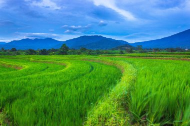 Endonezya 'nın güzel sabah manzarası Dağlar ve tropikal ormanlar
