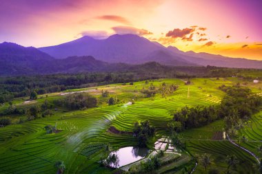 morning view in indonesia with green rice mountain at sunrise shining bright clipart