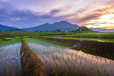 Endonezya 'nın güzel sabah manzarası Dağlar ve tropikal ormanlar