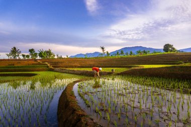 Endonezya 'nın güzel sabah manzarası Dağlar ve tropikal ormanlar