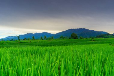 Endonezya 'nın güzel sabah manzarası Dağlar ve tropikal ormanlar