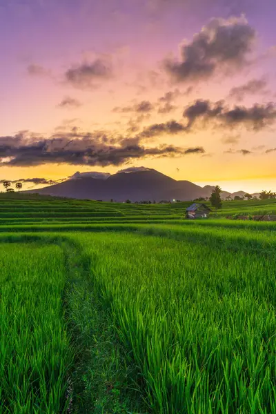 Endonezya 'nın güzel sabah manzarası Dağlar ve tropikal ormanlar