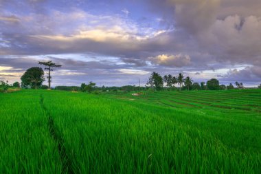 Endonezya 'nın güzel sabah manzarası Dağlar ve tropikal ormanlar