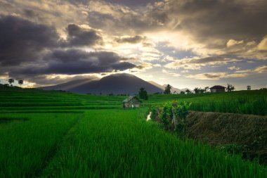 Endonezya 'nın güzel sabah manzarası Dağlar ve tropikal ormanlar