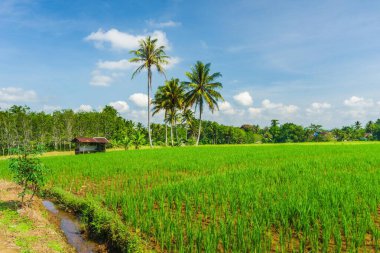 Endonezya 'nın güzel sabah manzarası Dağlar ve tropikal ormanlar