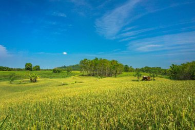 Endonezya 'nın güzel sabah manzarası Dağlar ve tropikal ormanlar