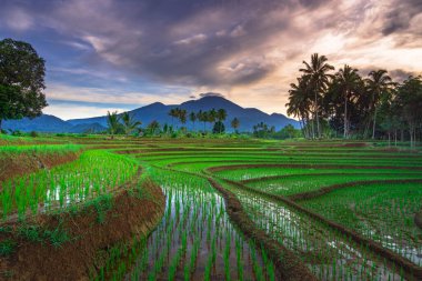 Endonezya 'nın güzel sabah manzarası Dağlar ve tropikal ormanlar