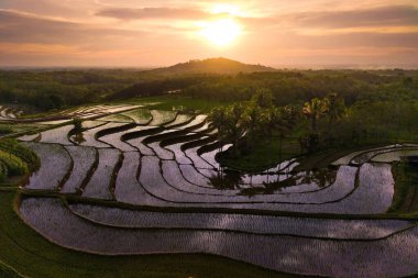 Endonezya 'nın güzel sabah manzarası Dağlar ve tropikal ormanlar