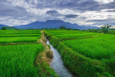 Endonezya 'nın güzel sabah manzarası Dağlar ve tropikal ormanlar