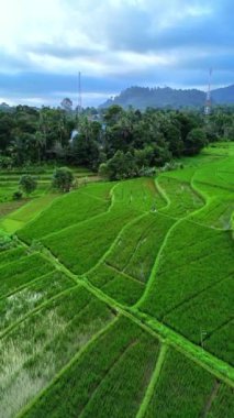 Endonezya 'nın güzel sabah manzarası Dağlar ve tropikal ormanlar