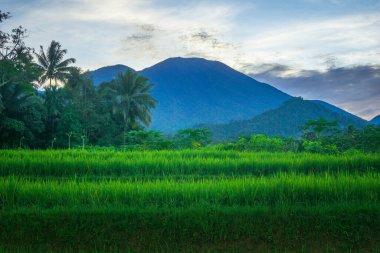 Sabahları Endonezya doğasının cazibesi... Dağ bölgesindeki pirinç tarlalarında...