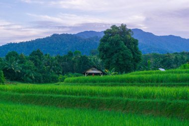 Sabahları Endonezya doğasının cazibesi... Dağ bölgesindeki pirinç tarlalarında...