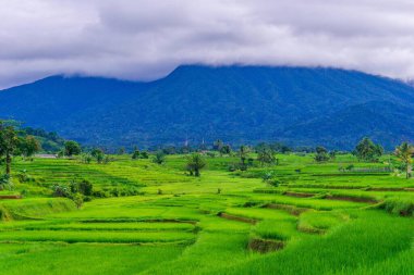 Endonezya 'nın güzel sabah manzarası Dağlar ve tropikal ormanlar