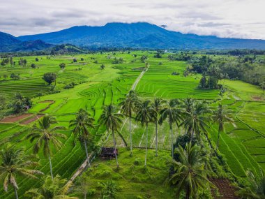 Endonezya 'nın güzel sabah manzarası Dağlar ve tropikal ormanlar