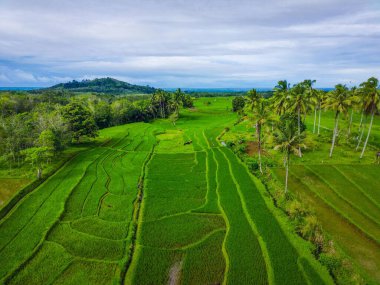 Endonezya 'nın güzel sabah manzarası Dağlar ve tropikal ormanlar