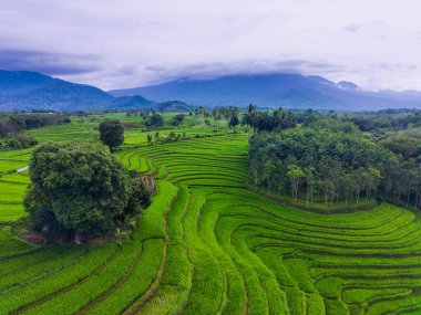 Endonezya 'nın güzel sabah manzarası Dağlar ve tropikal ormanlar
