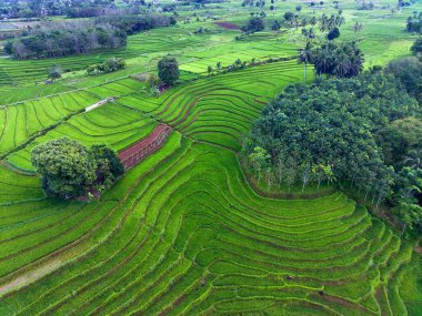 Endonezya 'nın güzel sabah manzarası Dağlar ve tropikal ormanlar