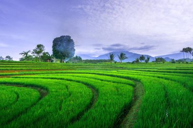 Endonezya 'nın güzel sabah manzarası Dağlar ve tropikal ormanlar