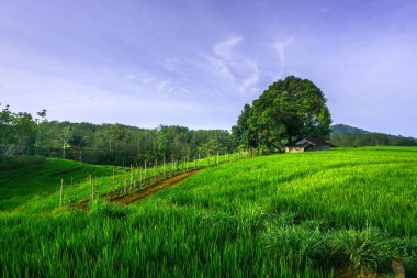 Endonezya 'nın güzel sabah manzarası Dağlar ve tropikal ormanlar