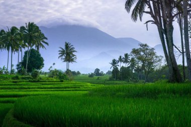 Endonezya 'nın güzel sabah manzarası Dağlar ve tropikal ormanlar