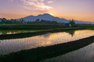 Güzel sabah manzarası Endonezya, Panorama manzara çeltik tarlaları güzellik rengi ve gökyüzü doğal ışık