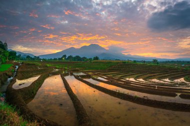 Güzel sabah manzarası Endonezya, Panorama manzara çeltik tarlaları güzellik rengi ve gökyüzü doğal ışık