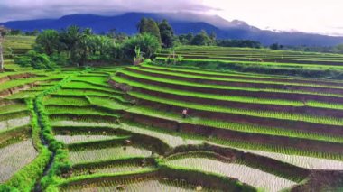 Endonezya 'nın dağlık pirinç tarlalarında açık bir sabahta hava manzarası