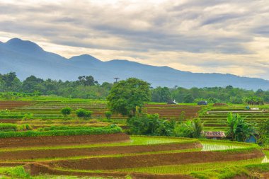 Güzel sabah manzarası Endonezya, Panorama manzara çeltik tarlaları güzellik rengi ve gökyüzü doğal ışık