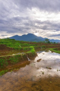 Güzel sabah manzarası Endonezya, Panorama manzara çeltik tarlaları güzellik rengi ve gökyüzü doğal ışık