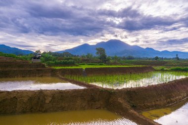 Güzel sabah manzarası Endonezya, Panorama manzara çeltik tarlaları güzellik rengi ve gökyüzü doğal ışık
