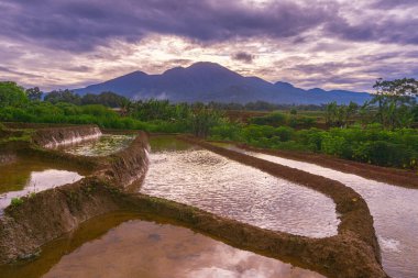 Güzel sabah manzarası Endonezya, Panorama manzara çeltik tarlaları güzellik rengi ve gökyüzü doğal ışık