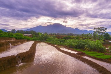 Güzel sabah manzarası Endonezya, Panorama manzara çeltik tarlaları güzellik rengi ve gökyüzü doğal ışık