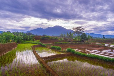 Güzel sabah manzarası Endonezya, Panorama manzara çeltik tarlaları güzellik rengi ve gökyüzü doğal ışık