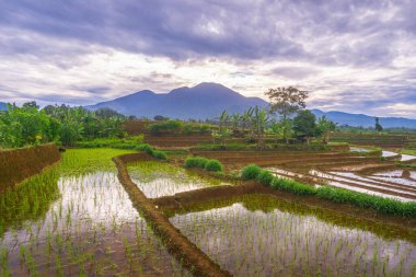 Güzel sabah manzarası Endonezya, Panorama manzara çeltik tarlaları güzellik rengi ve gökyüzü doğal ışık