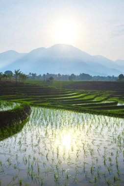 Güzel sabah manzarası Endonezya, Panorama manzara çeltik tarlaları güzellik rengi ve gökyüzü doğal ışık