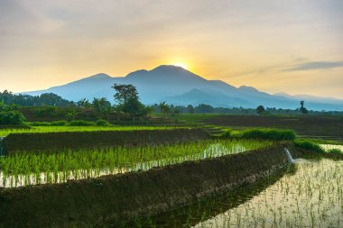 Güzel sabah manzarası Endonezya, Panorama manzara çeltik tarlaları güzellik rengi ve gökyüzü doğal ışık