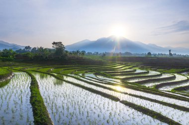Güzel sabah manzarası Endonezya, Panorama manzara çeltik tarlaları güzellik rengi ve gökyüzü doğal ışık