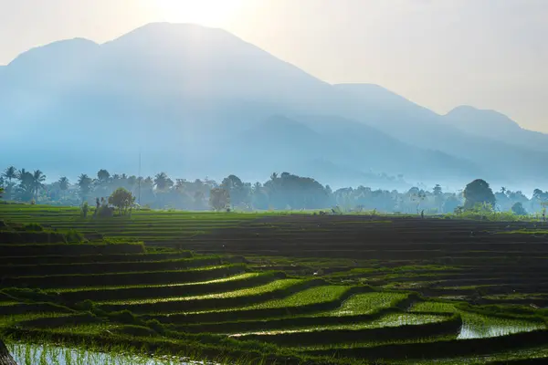 stock image Beautiful morning view indonesia, Panorama Landscape paddy fields with beauty color and sky natural light