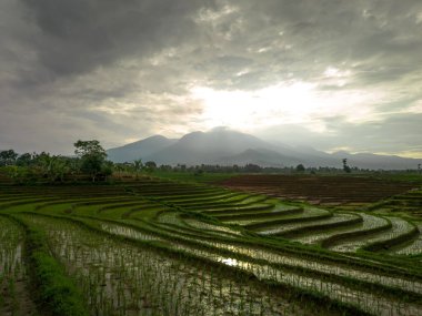 Güzel sabah manzarası Endonezya, Panorama manzara çeltik tarlaları güzellik rengi ve gökyüzü doğal ışık