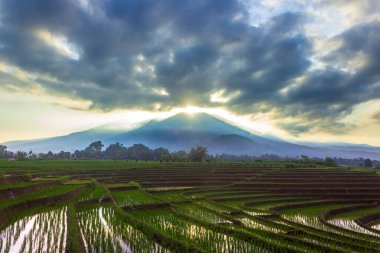 Güzel sabah manzarası Endonezya, Panorama manzara çeltik tarlaları güzellik rengi ve gökyüzü doğal ışık