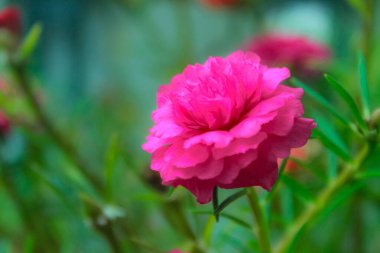 Güzel sabah manzarası Endonezya, Panorama manzara çeltik tarlaları güzellik rengi ve gökyüzü doğal ışık