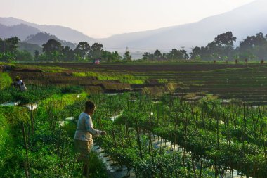 Güzel sabah manzarası Endonezya, Panorama manzara çeltik tarlaları güzellik rengi ve gökyüzü doğal ışık