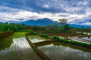 Güzel sabah manzarası Endonezya, Panorama manzara çeltik tarlaları güzellik rengi ve gökyüzü doğal ışık