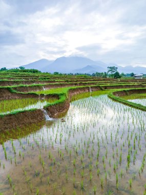 Güzel sabah manzarası Endonezya, Panorama manzara çeltik tarlaları güzellik rengi ve gökyüzü doğal ışık