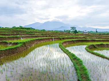 Güzel sabah manzarası Endonezya, Panorama manzara çeltik tarlaları güzellik rengi ve gökyüzü doğal ışık