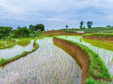 Güzel sabah manzarası Endonezya, Panorama manzara çeltik tarlaları güzellik rengi ve gökyüzü doğal ışık