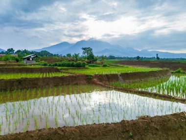 Güzel sabah manzarası Endonezya, Panorama manzara çeltik tarlaları güzellik rengi ve gökyüzü doğal ışık